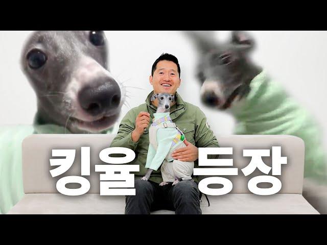 Calm in Front of Kang Hyungwook | Dogcyclopedia: Italian Greyhound Episode