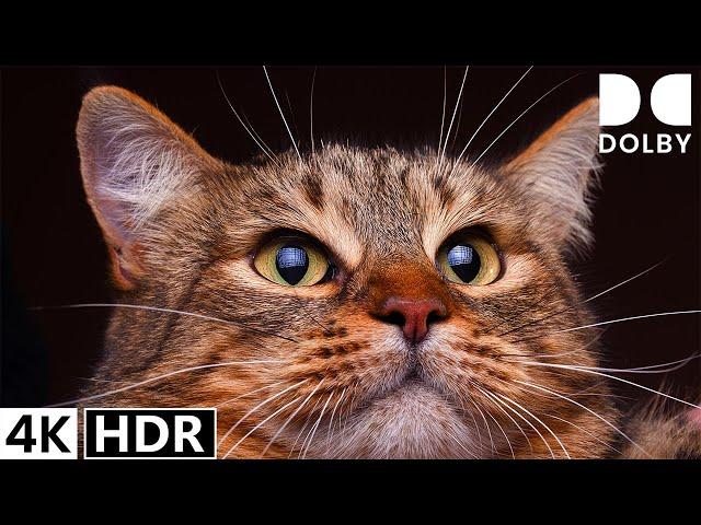 4K HDR 60FPS Dolby Vision - The Most Advanced Animals Watching Experience Yet!