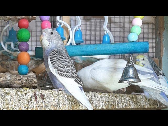 Beautiful Birds Singing Cute Parrot Videos 