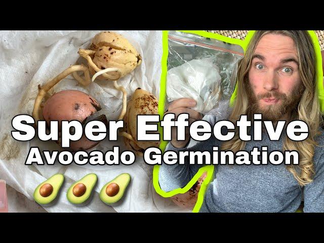 How To Grow Avocado Seeds Using The Paper Towel And Plastic Bag Method  - EASY AVOCADO GROWING