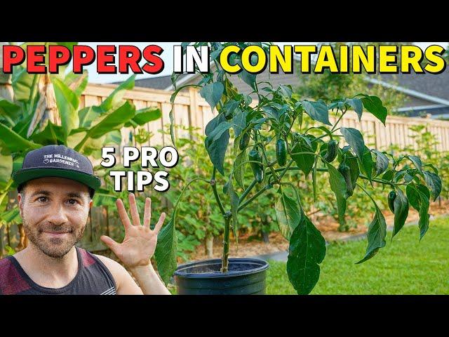 Grow The BEST Peppers In Containers In 5 Easy Steps