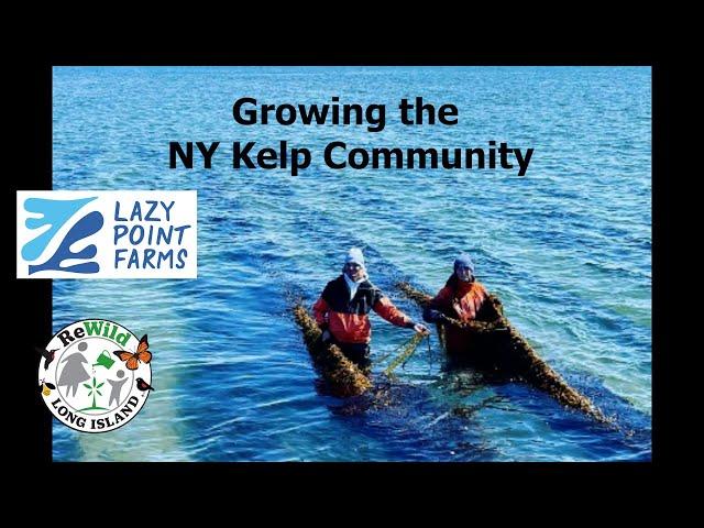 Unlocking the Potential of New York Kelp