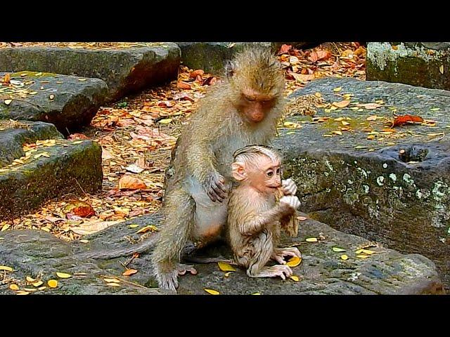 Best heart! Monkey Rainbow doesn't forget her sister Lily when mom Libby left Lily alone