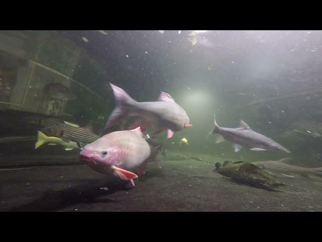 Male & female 2.5ft/75cm 9yo phoenix barbs 25K gal before during & after feed, clip fr. 40min video