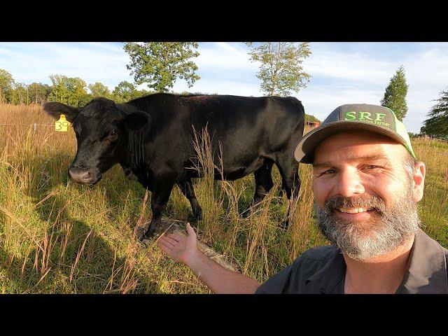 Small scale regenerative farming..here's how I do it!