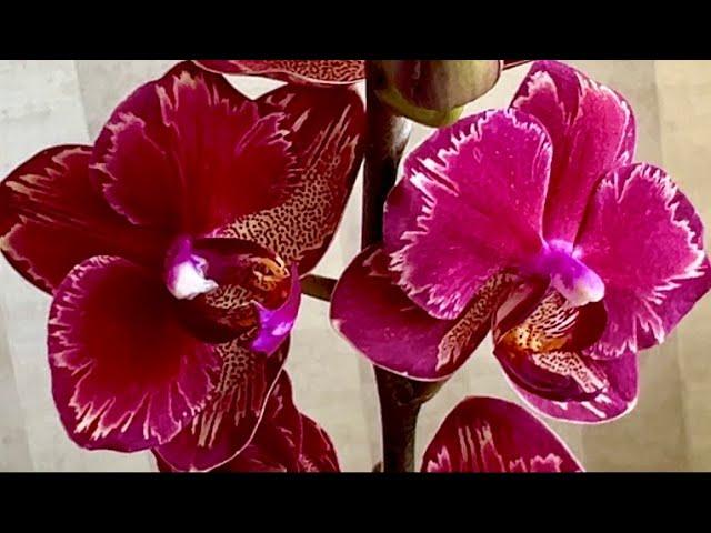 Орхидеи с названиями и ценами. Интрига, Сара Бланш, Манго, Сого Вивьен, Попугай ...