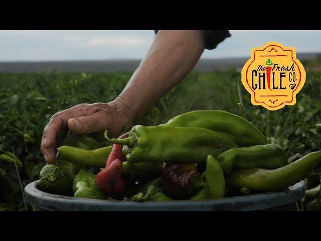 Fresh Hatch Green Chile from Hatch, New Mexico