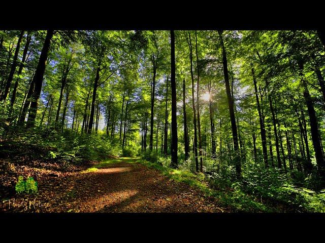  4K - Relaxing Nature Sounds, Forest Sounds, Bird Song