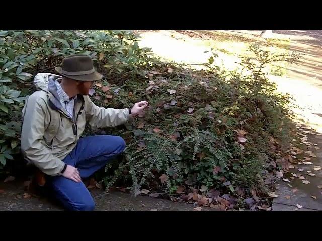 Rockspray cotoneaster (Cotoneaster horizontalis) - Plant Identification