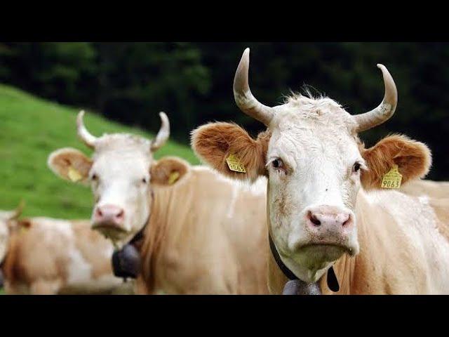 10 Best Cow Breeds For Milk Production