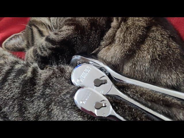 Harbor Freight Quinn (Gearwrench) Sealed Head Ratchet Review