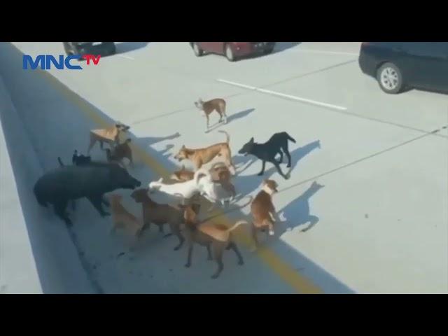 VIRAL! Sekelompok Anjing Pemburu Mengejar Seekor Babi Hutan Hingga Masuk Tol Pekanbaru - LIP 25/08