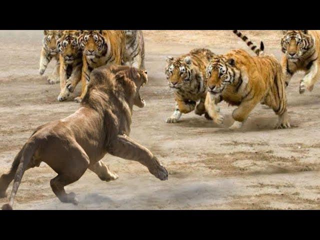 LEO AGAINST TIGER! Real Real battles!