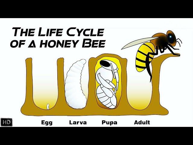 The Life Cycle of a Honey Bee | The First 21 Days of Honey Bee's Life