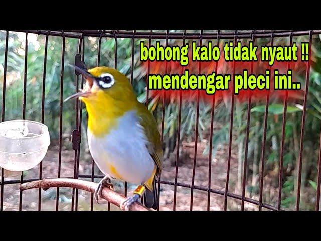 Burung Pleci Gacor Ngalas Nembak || Pleci Bustomi Gacor Mancing Lawan