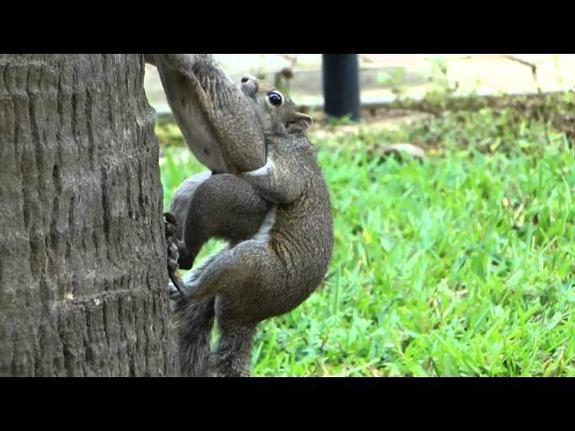 SQUIRRELS HAVING SEX !!! PURE NATURE!