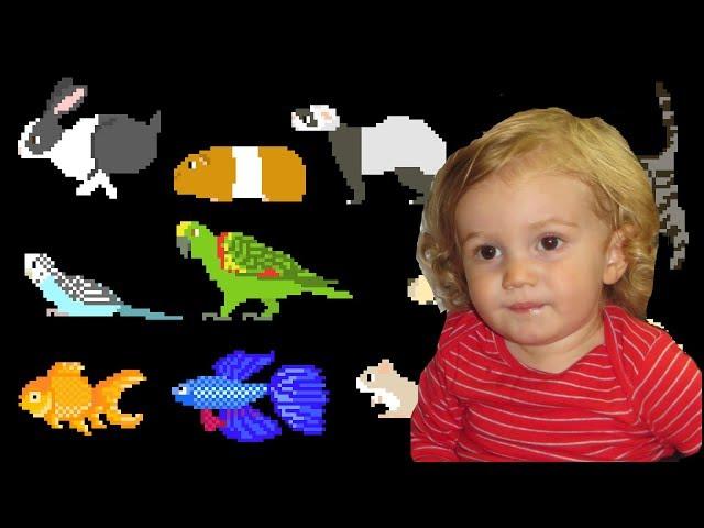 The Kids Picture Show Pets Oskar Video Response