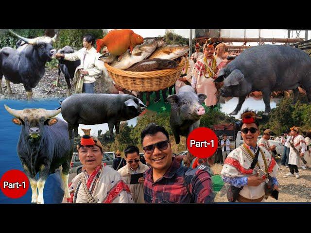 Carrying so many Mithuns, Pigs & Fish to The Bride's House || Nyishi Tribe Wedding Arunachal Pradesh