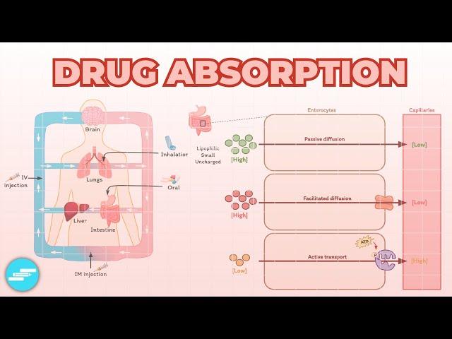 Drug Absorption - Pharmacokinetics | Pharmacology