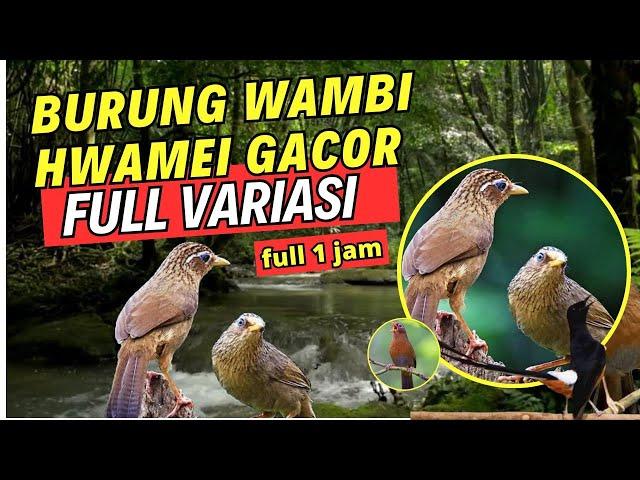 MASTERAN BURUNG WAMBI HWAMEI GACOR FULL VARIASI BAGUS UNTUK BURUNG KICAU 1 JAM