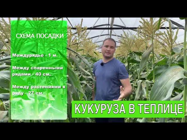 КАК ВЫРАСТИТЬ КУКУРУЗУ В ТЕПЛИЦЕ