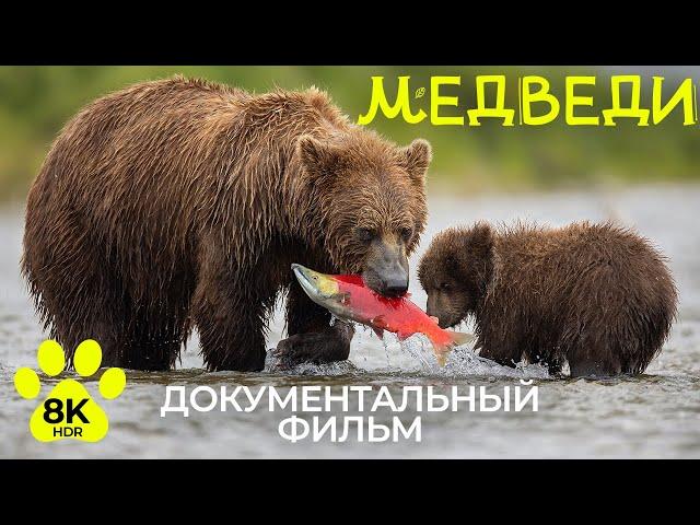 Что надо знать о медведях - Документальный фильм о дикой природе в 8К HDR