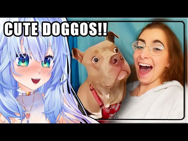 WHO'S A GOOD BOY???? | Mifuyu Reacts to Daily Dose of Internet Best Dog Videos of the Decade