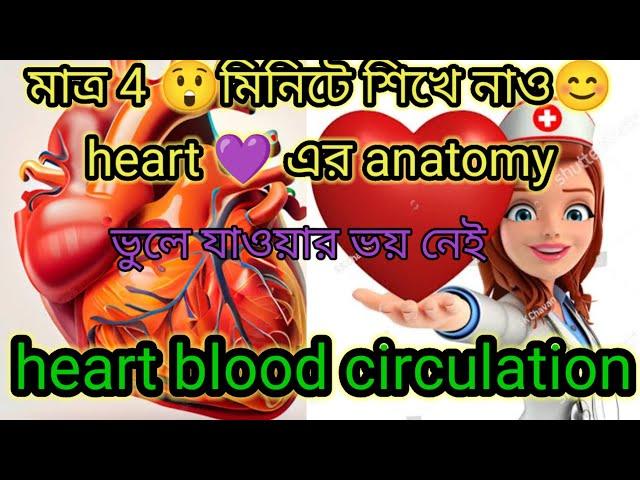 heart anatomy . heart blood circulation . heart blood supply in Bengali.