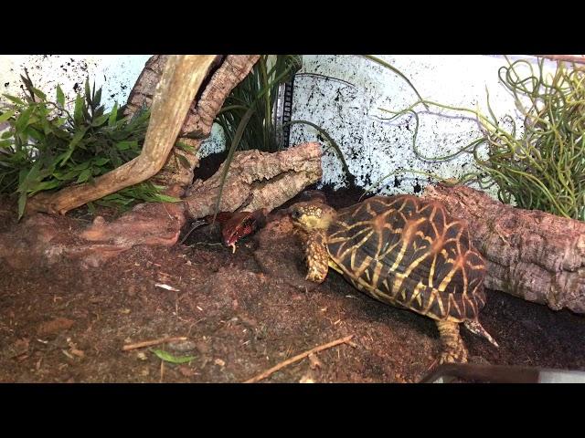 Riopa fernandi versus Geochelone elegans