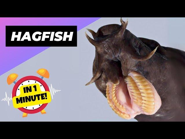 Hagfish  This Fish Eats From INSIDE! | 1 Minute Animals