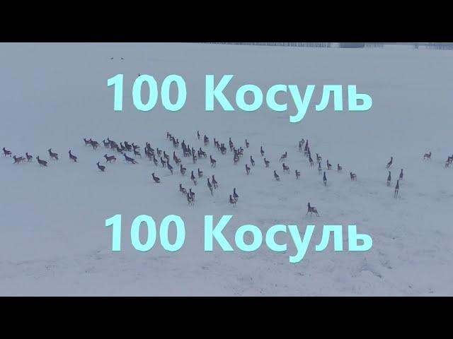 В селе живет стадо из 100 косуль