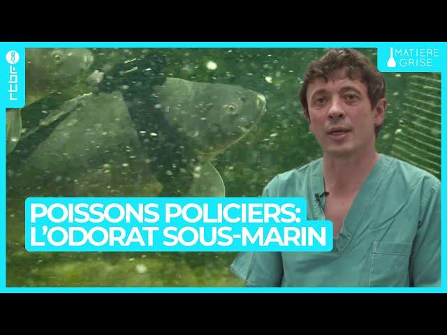 Poissons policiers : l'odorat sous-marin exploité par les chercheurs - Matière Grise