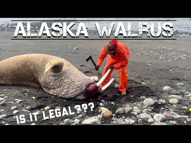 Beachcombing Alaska Walrus Tusks, Oosiks, and Balls!