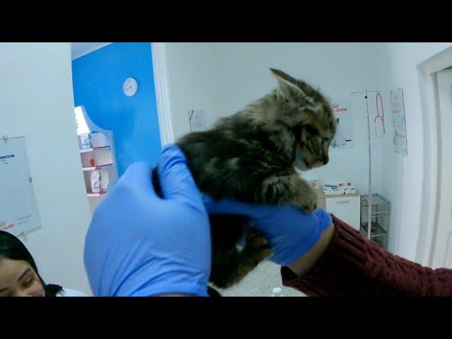 Kitten crying during vaccination.