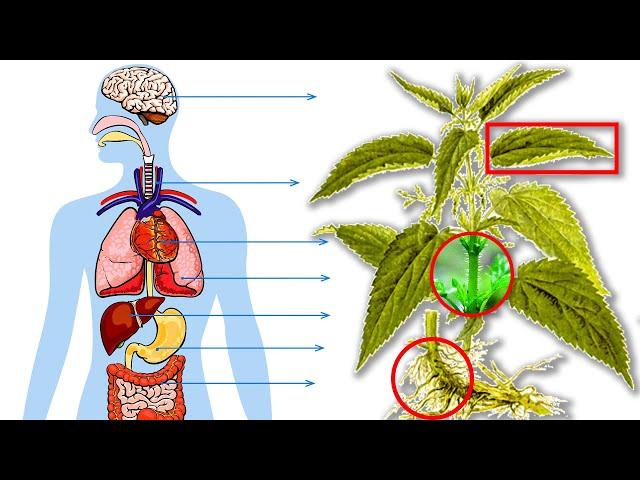 Несколько Секретов какие Болезни Лечит Крапива! Невероятно Мощные Целебные Свойства