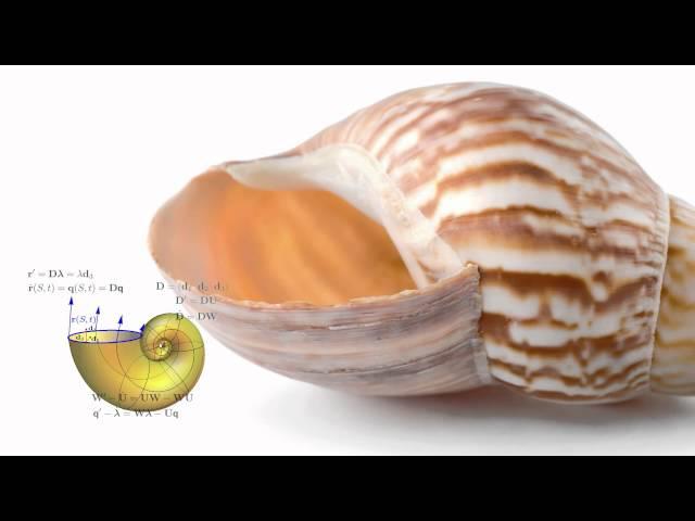 The Mathematics of Sea Shells