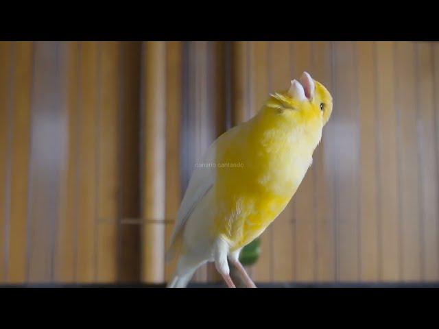 The singing canary tempts all canaries to sing - Belgian canary singing