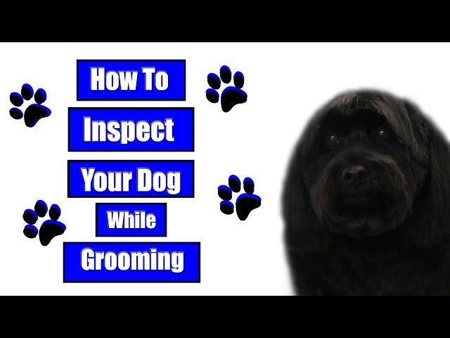 How To Inspect Your Dog While Grooming