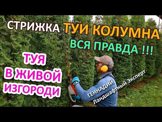 SECRET FROM CRAZY GARDENMAN | LORD OF CONIFERS| SECRETS | Hedge PRUNNING | HOW? | Minsk | BELARUS