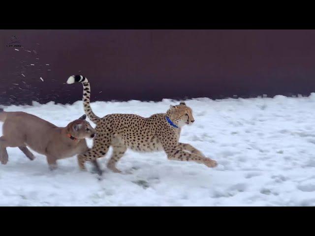 Messi is interested in Gerda! Playful walk