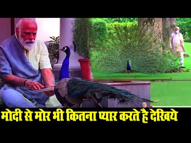 मोदी से मोर भी कितना प्यार करते है देखिये | PM Modi feeds peacocks at residence