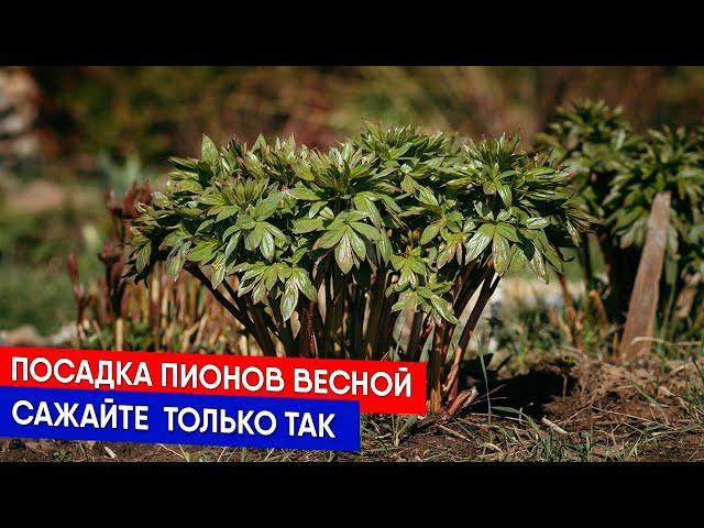 Посадка пионов весной - сажайте  только так