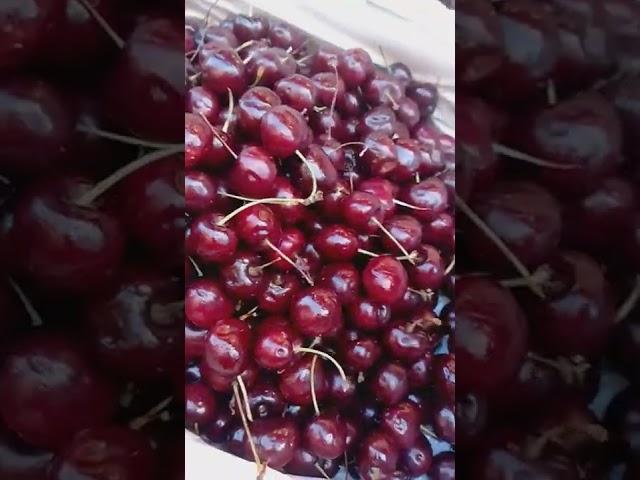 #berries #redberry #shortvedio #betashorts #hastagvideo #youtubeshorts #hongkong