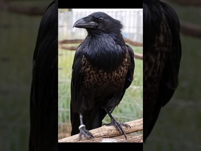 Raven