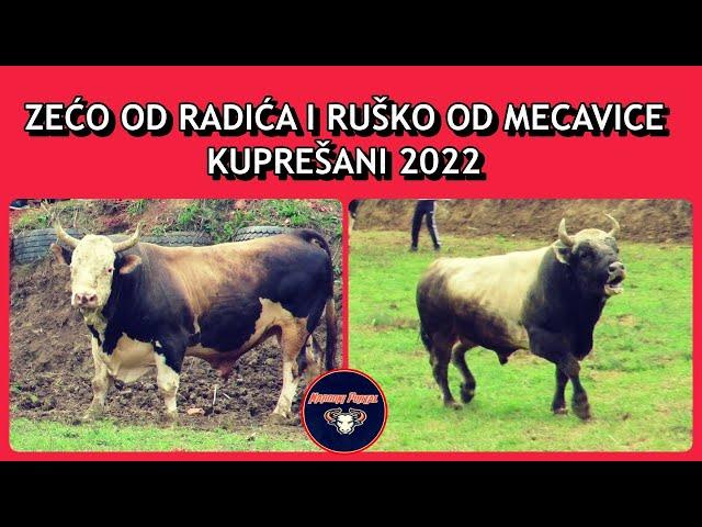 ZEĆO OD RADIĆA I RUŠKO OD MECAVICE KUPREŠANI 2022 KORIDA