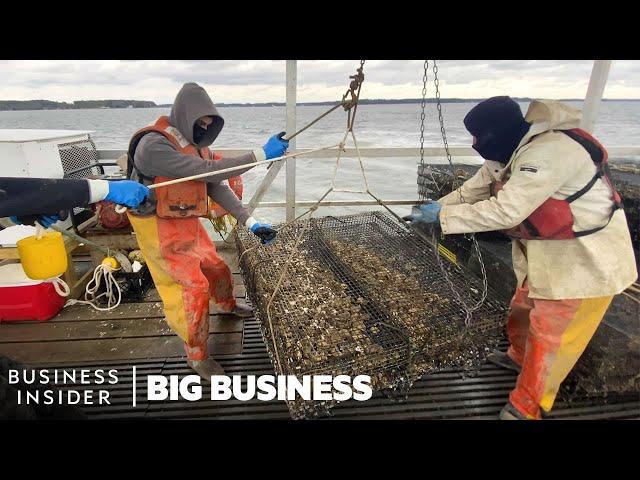 How 3.5 Million Oysters Are Harvested At This Virginia Farm Every Year | Big Business