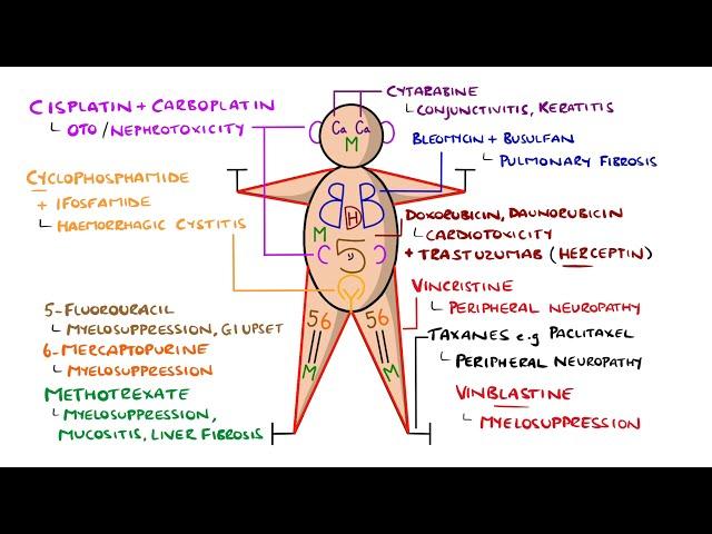 The Chemo Tox Man - Learn Chemotherapy Side Effects in 3 Minutes