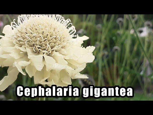 Cephalaria gigantea - Giant Scabious | Herbaceous Perennial