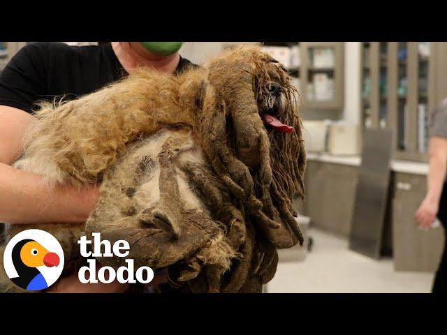 Extremely Matted Dog Transforms To The Cutest Pup | The Dodo