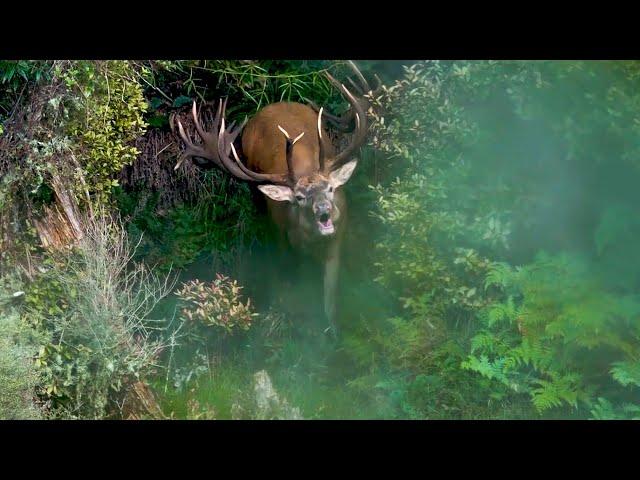 Hunting Roaring Red Stags